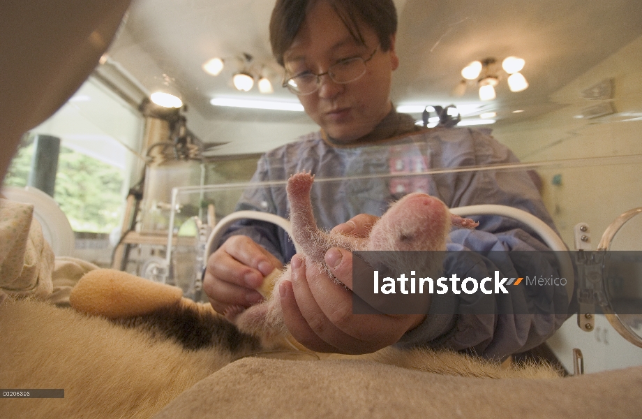 Panda gigante (Ailuropoda melanoleuca) nueve días de viejo niño cuidado por Wei Ming en la conservac