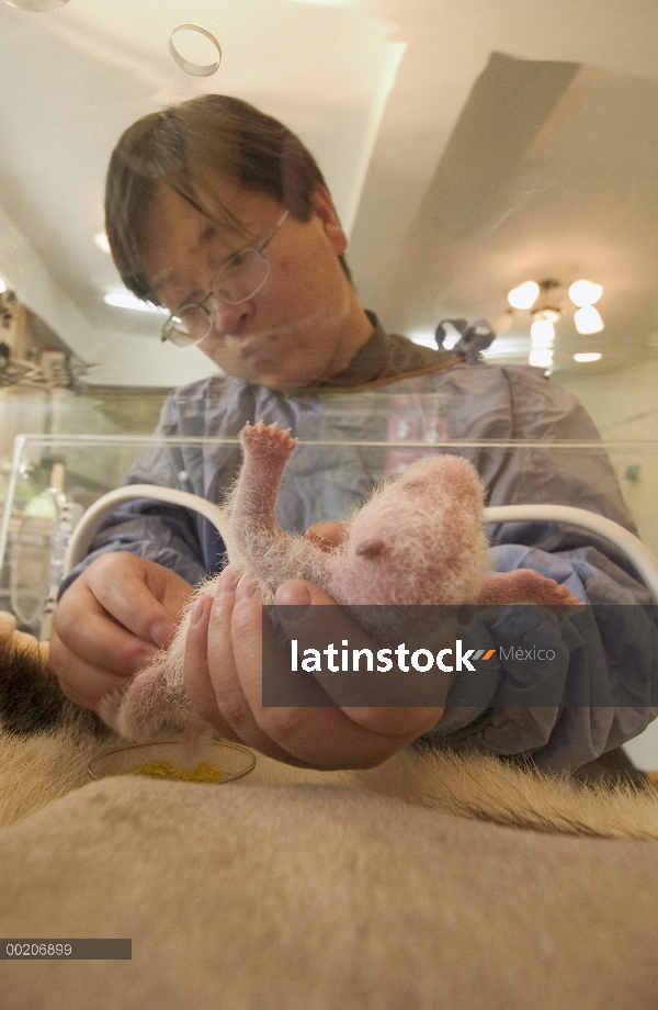 Panda gigante (Ailuropoda melanoleuca) nueve días de viejo niño cuidado por Wei Ming en la conservac