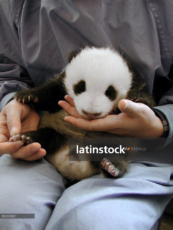 Cachorro de Panda gigante (Ailuropoda melanoleuca) celebrado por el trabajador en la conservación de