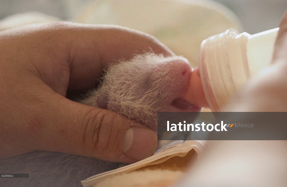 Panda gigante (Ailuropoda melanoleuca) seis días de viejo niño siendo alimentada con una botella en 