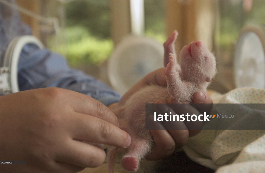 Panda gigante (Ailuropoda melanoleuca) seis días de viejo niño sostenido por el investigador en el c