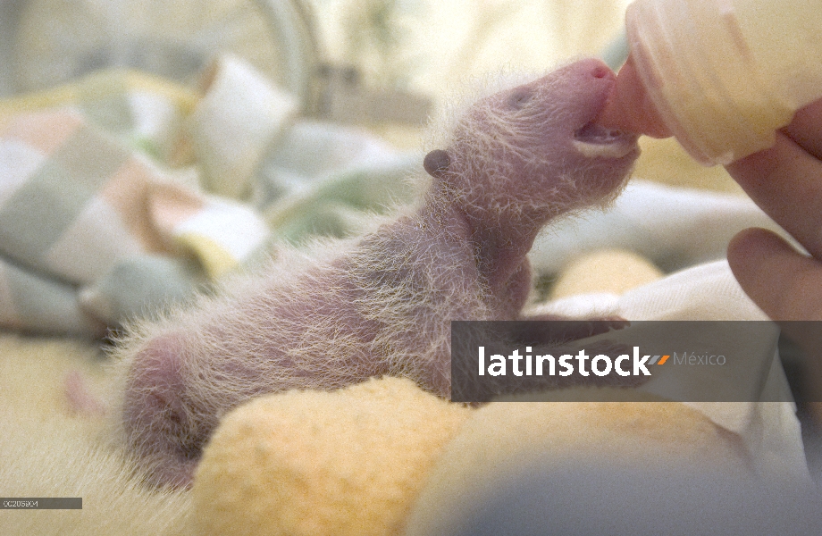 Panda gigante (Ailuropoda melanoleuca) ocho días de viejo niño siendo alimentada con una botella en 