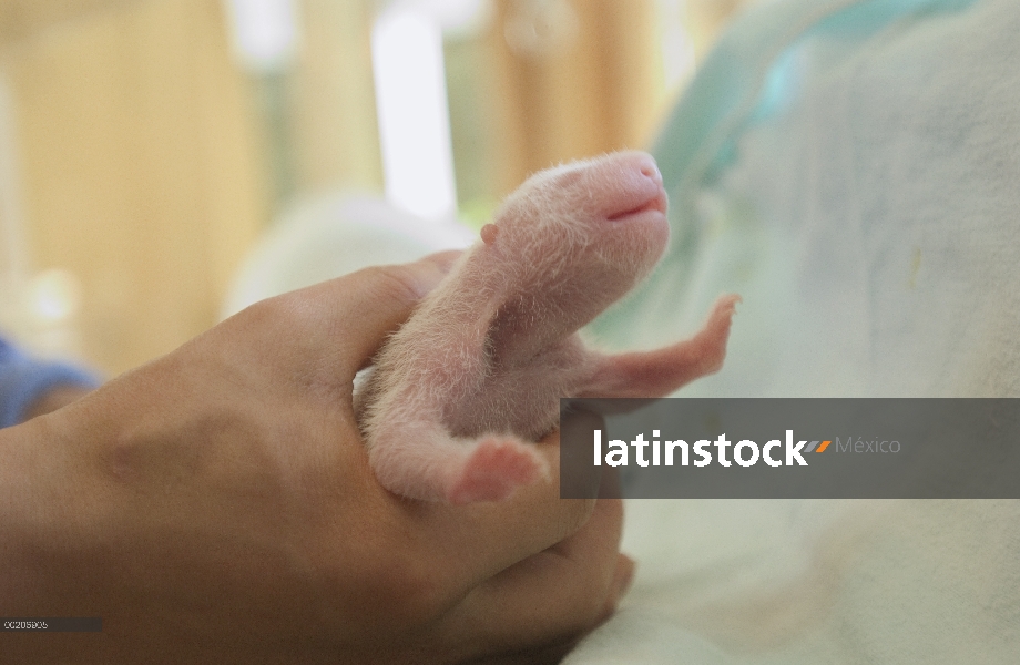 Panda gigante (Ailuropoda melanoleuca) dos días de viejo niño sostenido por el investigador en el ce