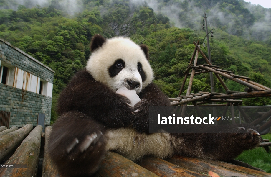 Siete meses de edad cachorro de Panda gigante (Ailuropoda melanoleuca) llamado Teeoh comer una delic