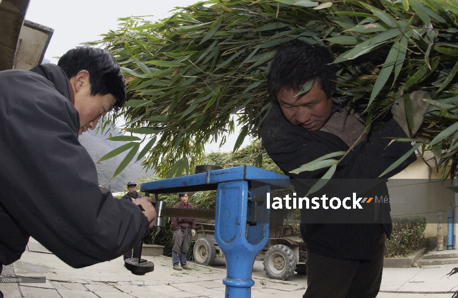 Flecha de bambú (Pseudosasa japonica) recién cortado de bambú es pesado y pagado en la reserva natur