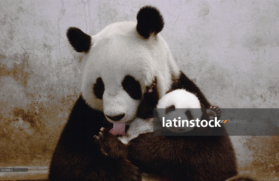 Panda gigante (Ailuropoda melanoleuca) llamado Gongzhu, cautivo que llevado y levantado, destrezas p