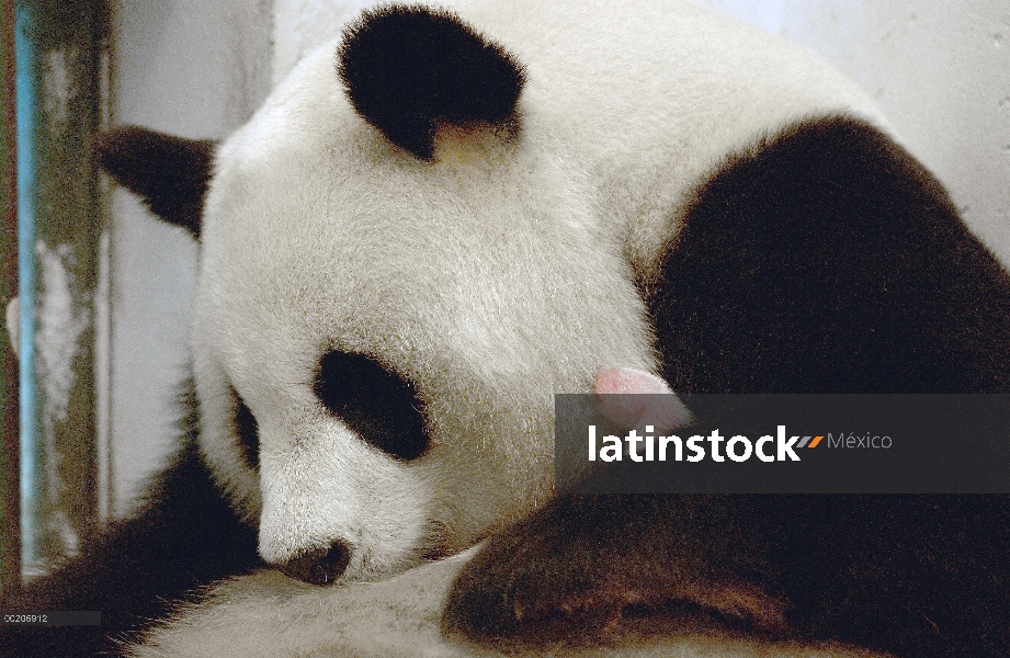 Cautivo del Panda gigante (Ailuropoda melanoleuca) nació y se crió nombrado Gongzhu, con su cachorro