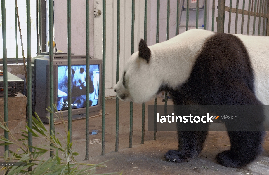 Panda gigante (Ailuropoda melanoleuca) llamado Gongzhu, cautivo nació y se crió, aprendizaje de habi