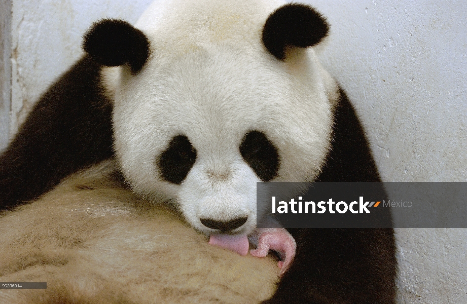 Cautivo del Panda gigante (Ailuropoda melanoleuca) nació y se crió nombrado Gongzhu, enfermería su c