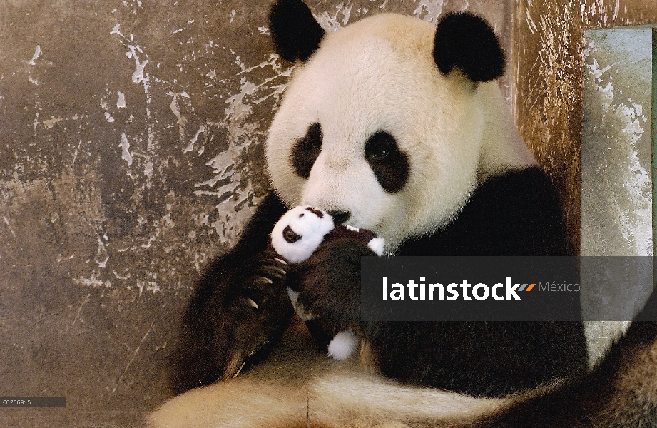 Panda gigante (Ailuropoda melanoleuca) llamado Gongzhu, cautivo que llevado y levantado, aprendizaje