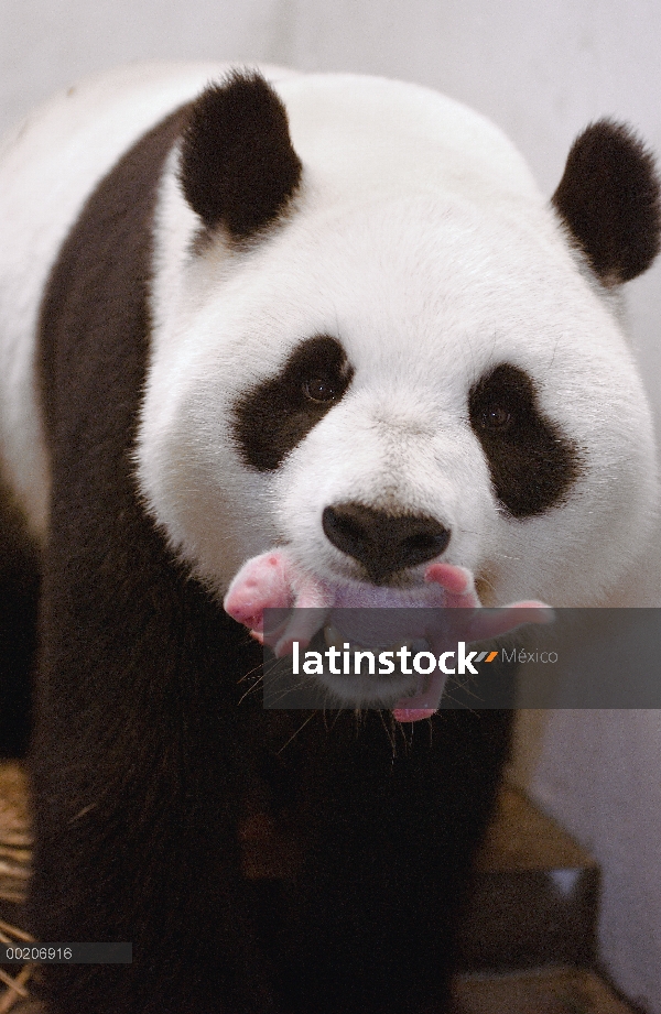 Cautivo del Panda gigante (Ailuropoda melanoleuca) nació y se crió nombrado Gongzhu, suavemente llev