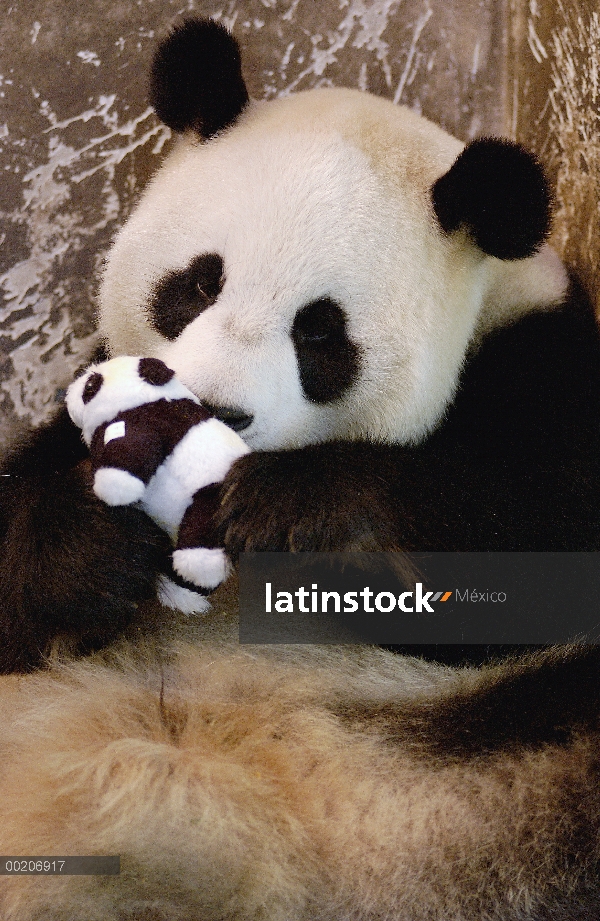 Panda gigante (Ailuropoda melanoleuca) llamado Gongzhu, cautivo que llevado y levantado, destrezas p