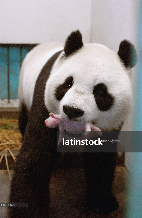 Panda gigante (Ailuropoda melanoleuca) Gongzhu llevar su cachorro un día de edad suavemente en su bo