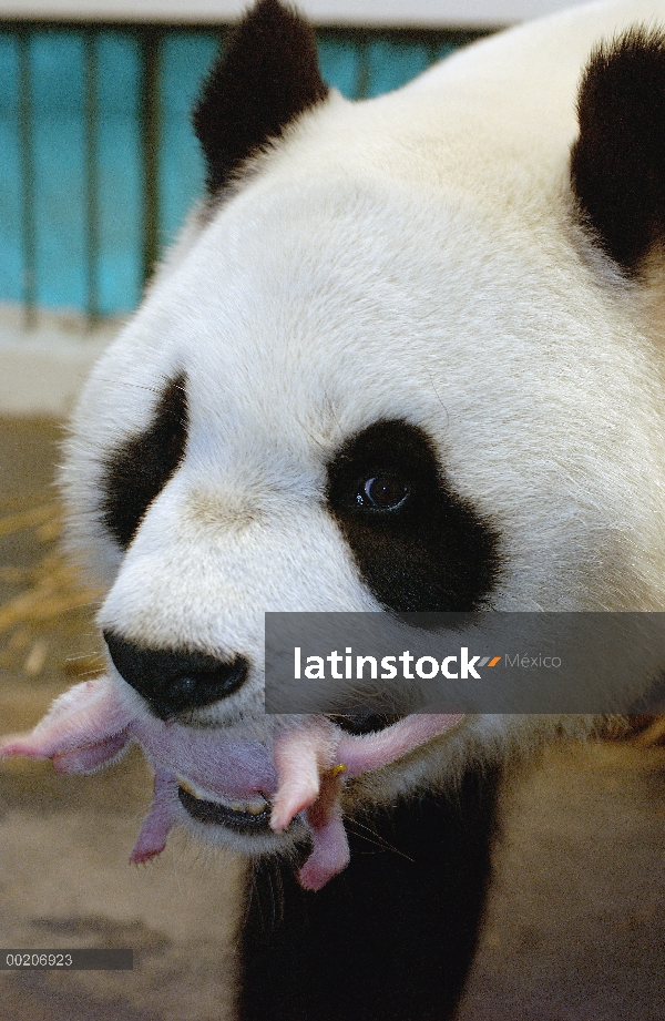 Panda gigante (Ailuropoda melanoleuca) Gongzhu llevar su cachorro un día de edad suavemente en su bo