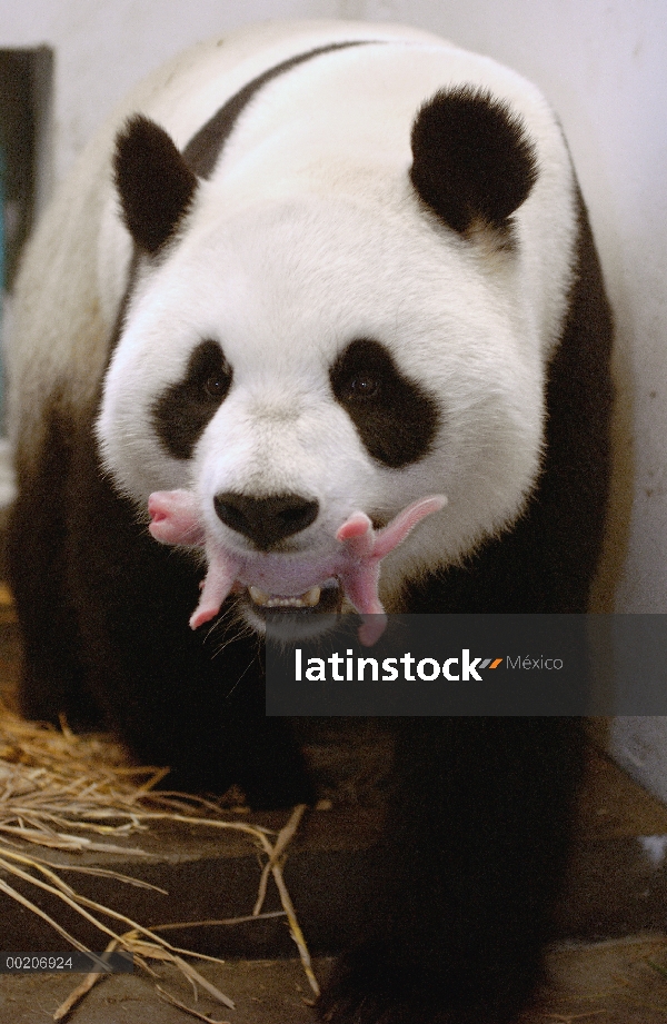 Panda gigante (Ailuropoda melanoleuca) Gongzhu llevando su cub 8 hora viejo suavemente en su boca, c