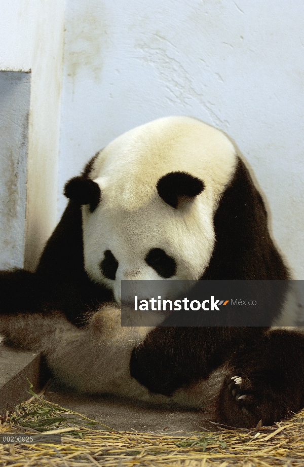 Panda gigante (Ailuropoda melanoleuca) Gongzhu bebiendo su orina para conservar el agua dos días des