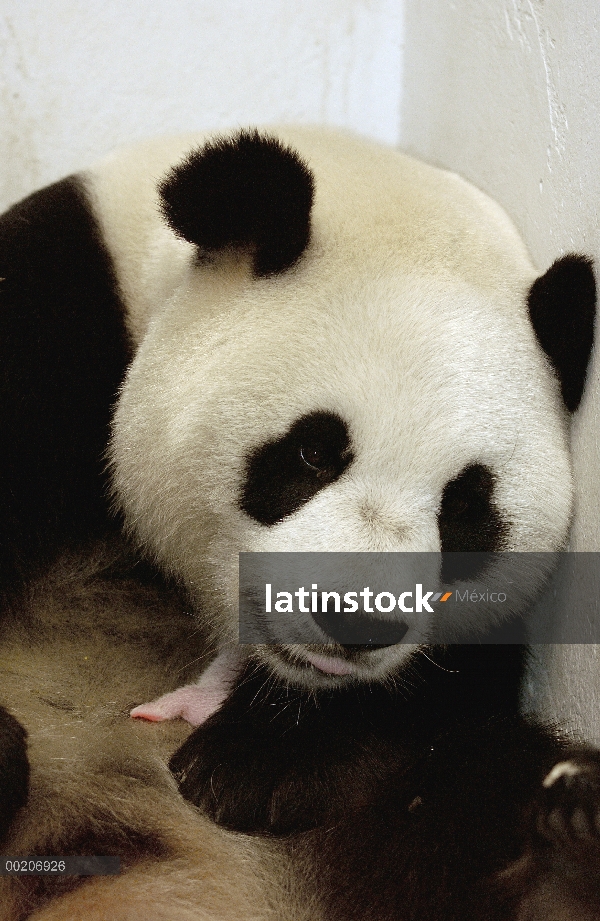 Panda gigante (Ailuropoda melanoleuca) Gongzhu enfermería su cachorro un día de edad, sosteniéndolo 