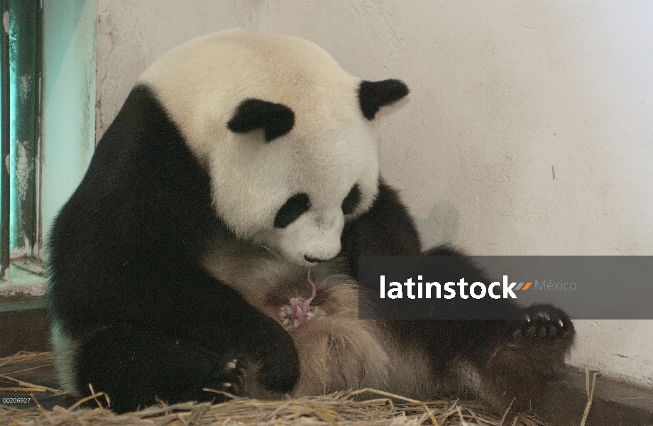 Panda gigante (Ailuropoda melanoleuca) Gongzhu lamiendo su vulva y comer la placenta después del par