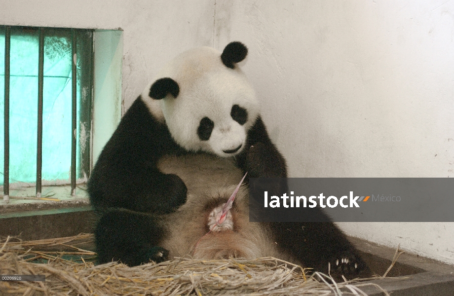 Panda gigante (Ailuropoda melanoleuca) Gongzhu lamiendo su vulva y comer la placenta después del par