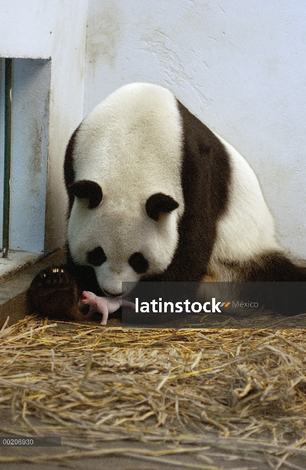 Panda gigante (Ailuropoda melanoleuca) Gongzhu con su cachorro un día de edad, conservación de China