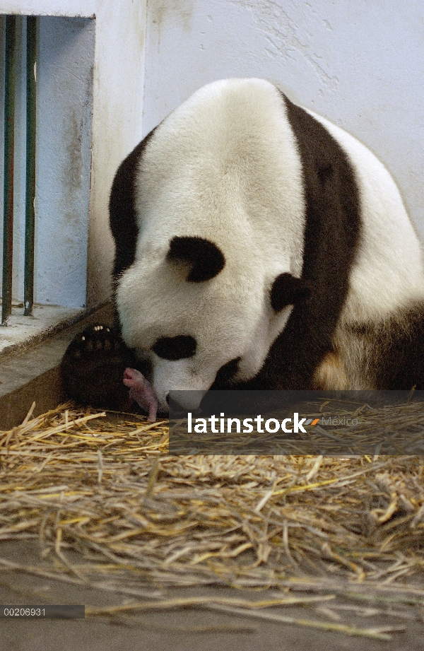 Panda gigante (Ailuropoda melanoleuca) Gongzhu con su cachorro un día de edad, conservación de China