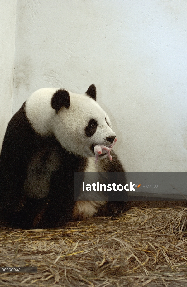 Panda gigante (Ailuropoda melanoleuca) Gongzhu sosteniendo su cachorro un día de edad suavemente en 