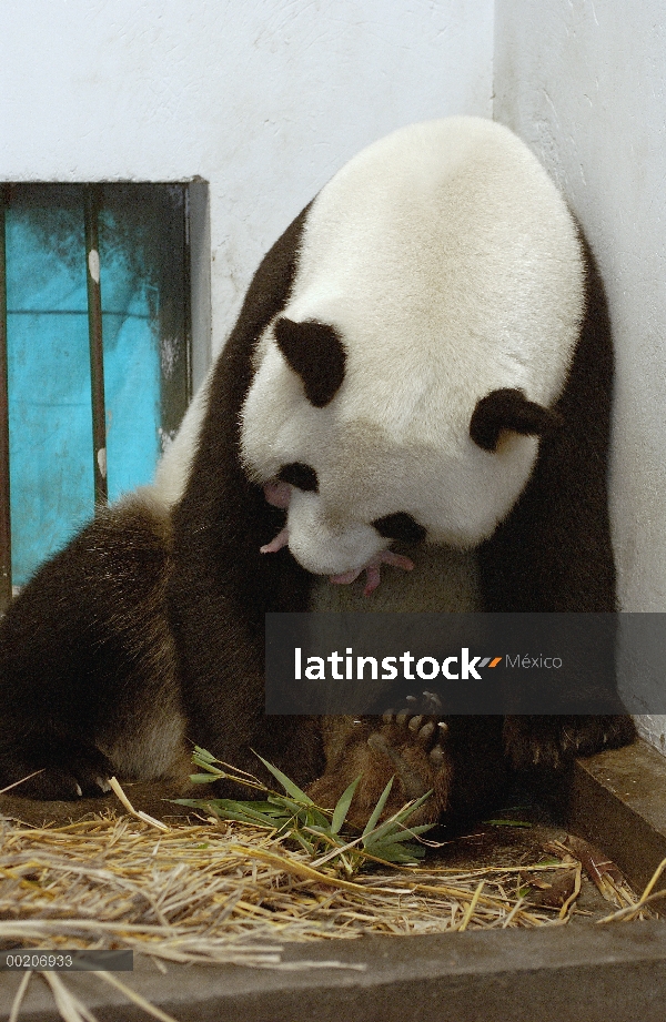 Panda gigante (Ailuropoda melanoleuca) Gongzhu sosteniendo su cachorro un día de edad suavemente en 