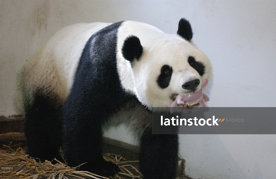 Panda gigante (Ailuropoda melanoleuca) Gongzhu sosteniendo su dos horas de edad cub suavemente en su