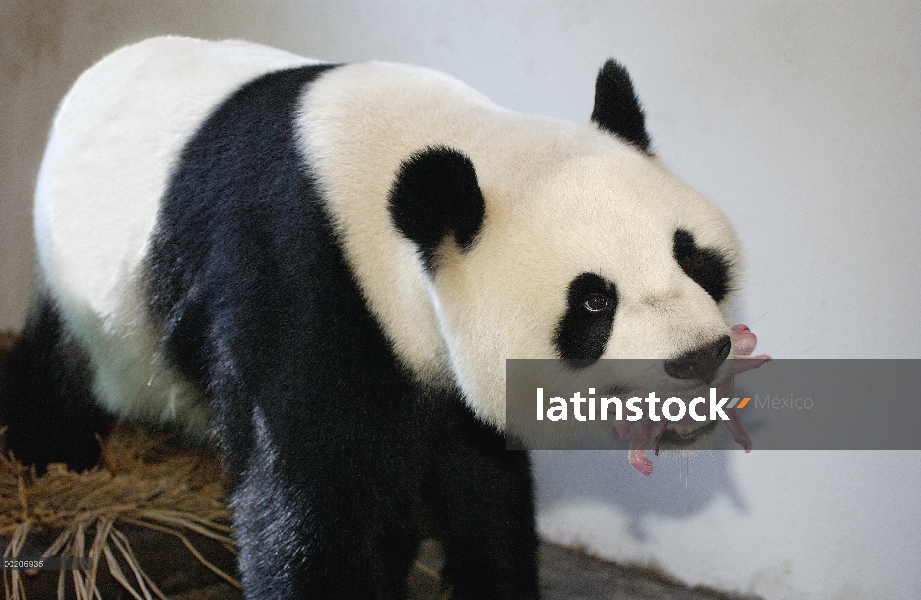 Panda gigante (Ailuropoda melanoleuca) Gongzhu sosteniendo su dos horas de edad cub suavemente en su