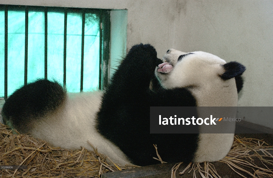 Panda gigante (Ailuropoda melanoleuca) Gongzhu sosteniendo su dos horas de edad cub suavemente en su