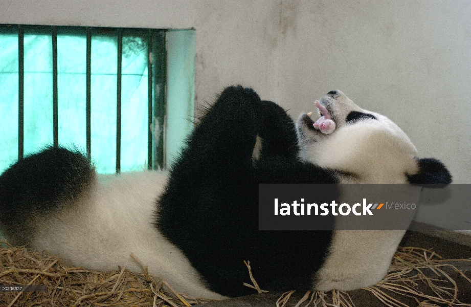 Panda gigante (Ailuropoda melanoleuca) Gongzhu sosteniendo su dos horas de edad cub suavemente en su