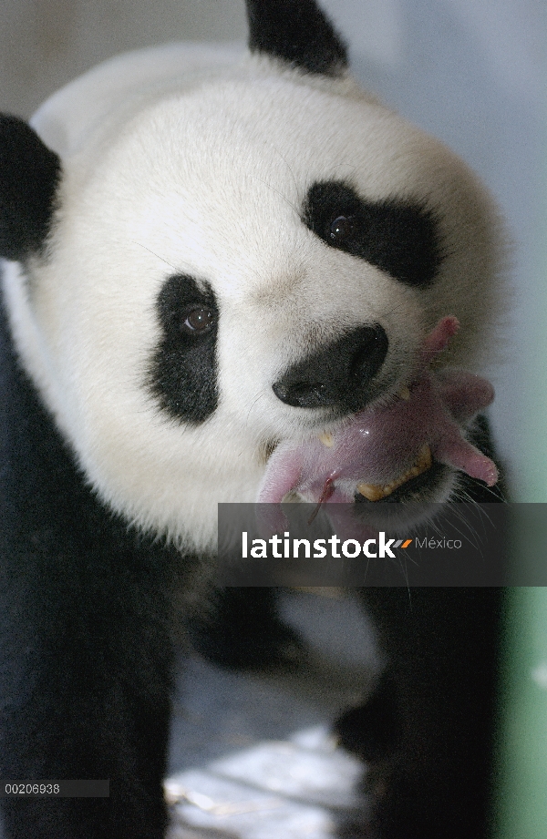 Panda gigante (Ailuropoda melanoleuca) Gongzhu sosteniendo su dos horas de edad cub suavemente en su