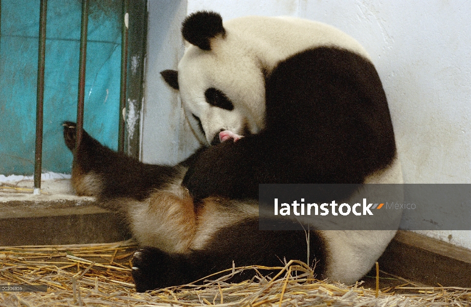 Panda gigante (Ailuropoda melanoleuca) Gongzhu cuidando a su cachorro de ocho horas de edad, conserv