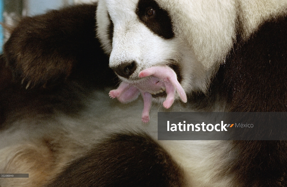 Panda gigante (Ailuropoda melanoleuca) Gongzhu sosteniendo su cachorro dos viejo suavemente en su bo