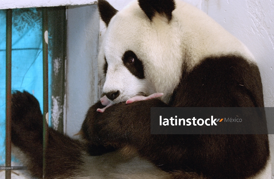 Panda gigante (Ailuropoda melanoleuca) Gongzhu cuidando de sus dos días de edad, conservación de Chi