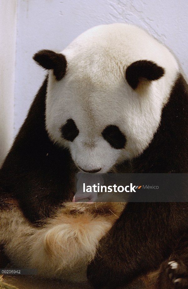 Panda gigante (Ailuropoda melanoleuca) Gongzhu cuidando a su cachorro dos viejo, sosteniéndolo en su