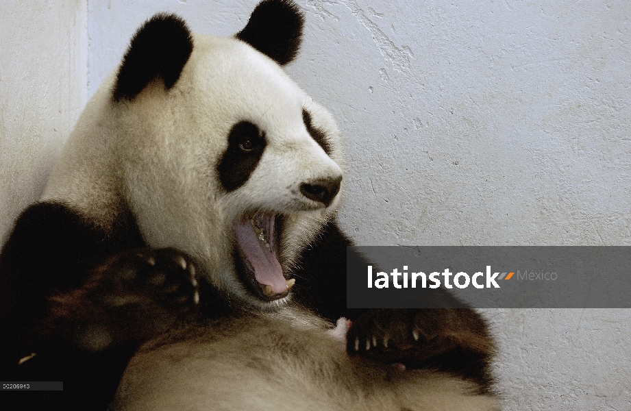 Panda gigante (Ailuropoda melanoleuca) Gongzhu cuidando a su cachorro dos viejo, conservación de Chi