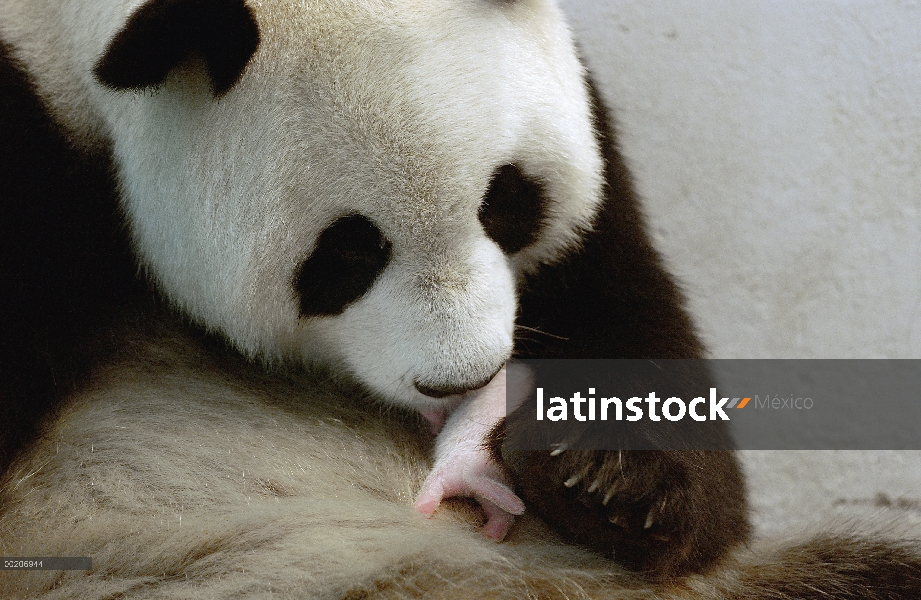 Panda gigante (Ailuropoda melanoleuca) Gongzhu cuidando a su cachorro dos viejo, sosteniéndolo en su