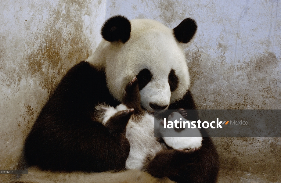 Panda gigante (Ailuropoda melanoleuca) Gongzhu cuidando a su cachorro de nueve semana de edad, conse