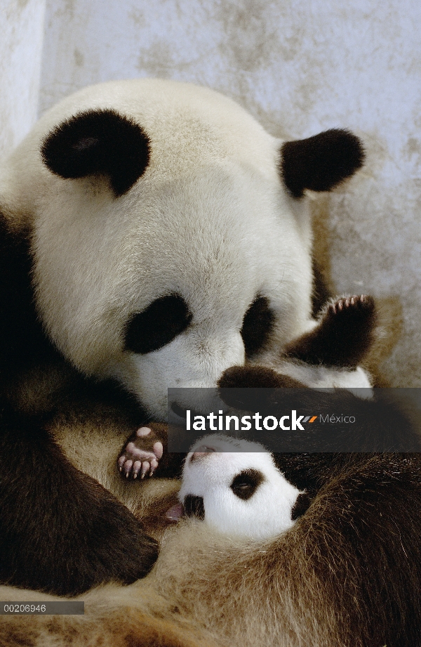 Panda gigante (Ailuropoda melanoleuca) Gongzhu cuidando a uno de sus nueve semanas de edad dos cacho