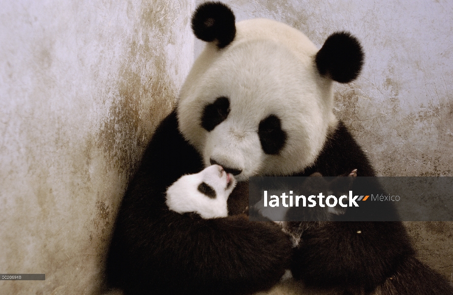 Panda gigante (Ailuropoda melanoleuca) Gongzhu es reintroducido con éxito a uno de sus nueve semanas