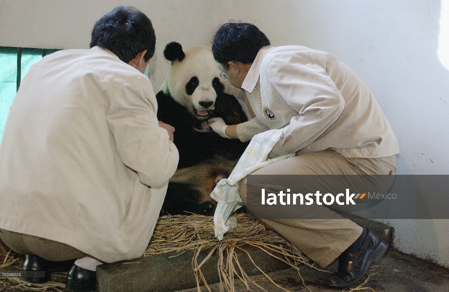 Panda gigante (Ailuropoda melanoleuca) asistente director Wei Rong Ping quitar cub de dos horas de e