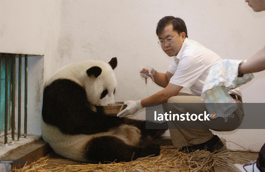 Panda gigante (Ailuropoda melanoleuca) asistente director Wei Rong Ping quitar cachorro un día de ed