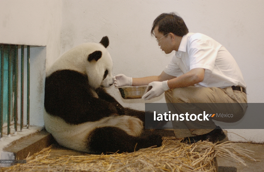 Panda gigante (Ailuropoda melanoleuca) asistente director Wei Rong Ping calmante Gongzhu después de 