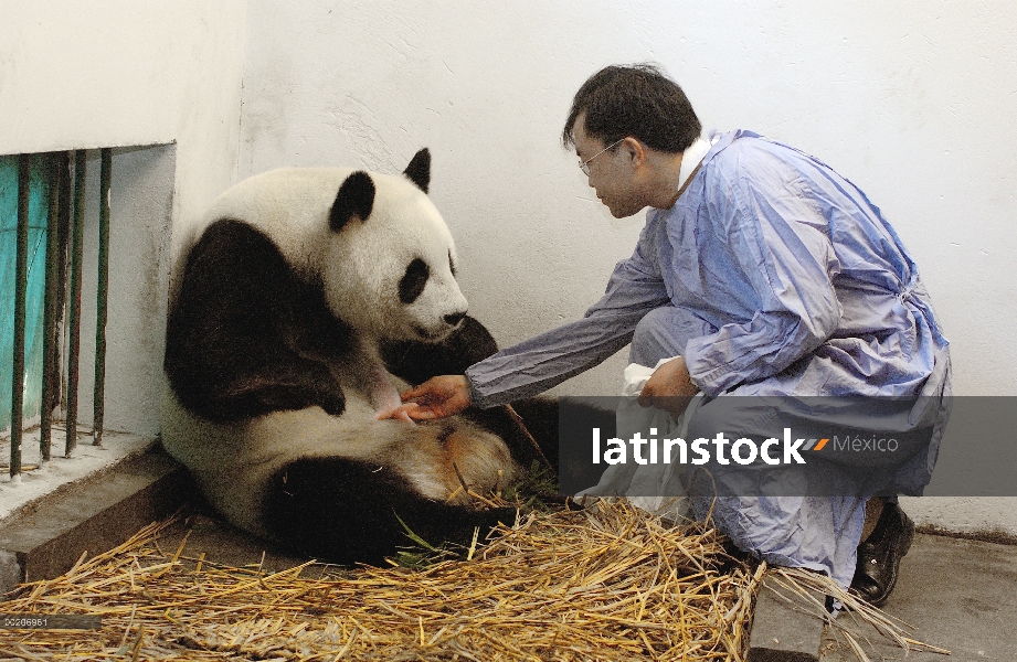 Panda gigante (Ailuropoda melanoleuca) asistente director Wei Rong Ping devolución cachorro un día d