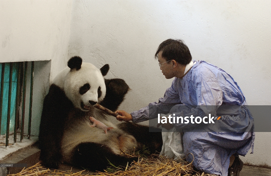 Panda gigante (Ailuropoda melanoleuca) asistente director Wei Rong Ping devolución cachorro un día d