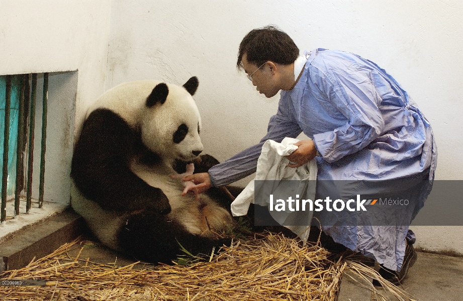 Panda gigante (Ailuropoda melanoleuca) asistente director Wei Rong Ping devolución cachorro un día d