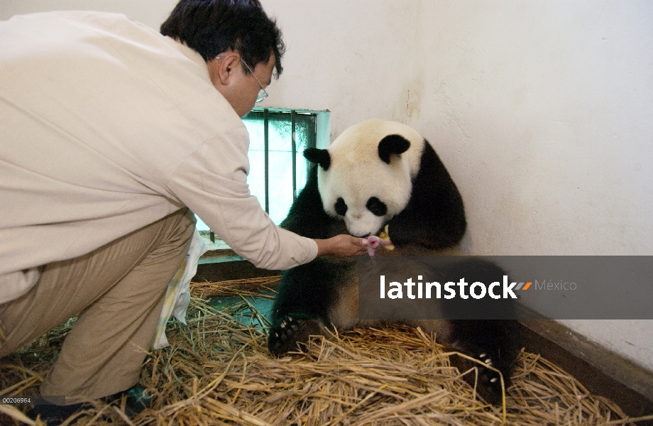 Panda gigante (Ailuropoda melanoleuca) asistente director Wei Rong Ping volver cub de dos horas de e