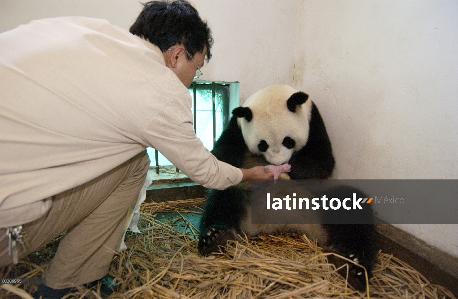 Panda gigante (Ailuropoda melanoleuca) asistente director Wei Rong Ping volver cub de dos horas de e