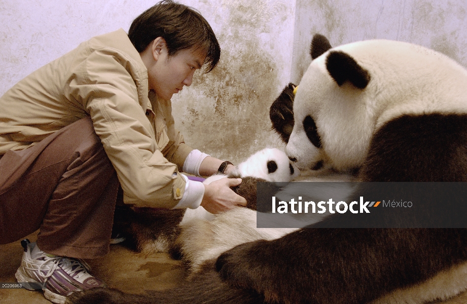 Panda gigante (Ailuropoda melanoleuca) investigador Wu Dai Fu enseñanza uno de cachorros de 2003 de 